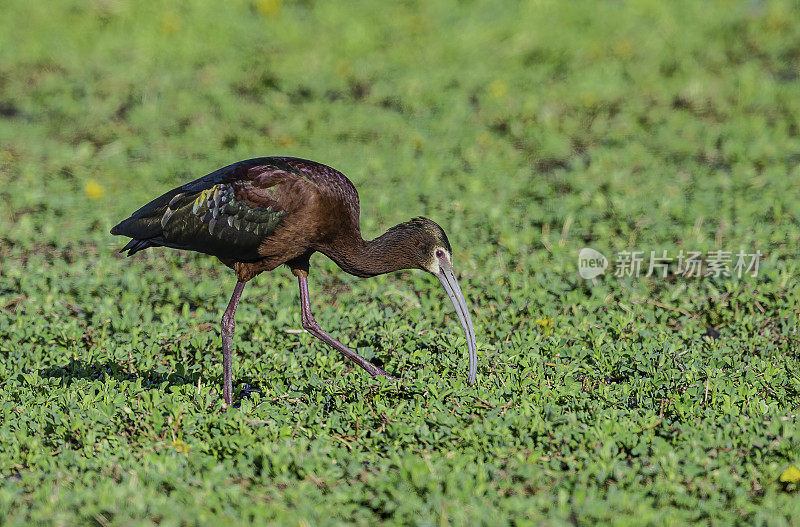 白面朱鹮(Plegadis chihi)是朱鹭科(thrreskiornithidae)中的一种涉水鸟。马勒尔国家野生动物保护区，俄勒冈州。